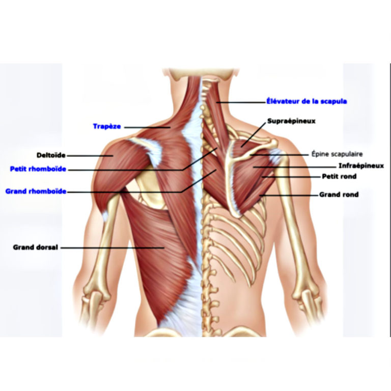 Anatomie-du-dos