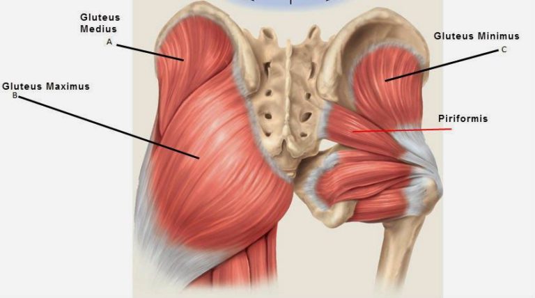 anatomie-fessier