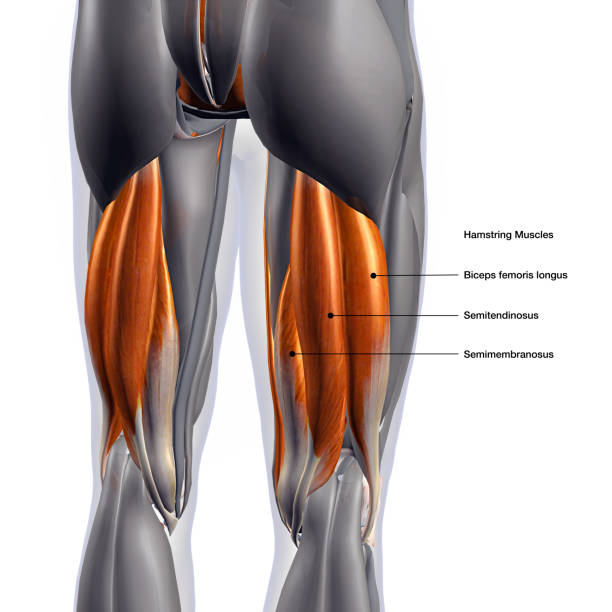 anatomie ischios-jambier